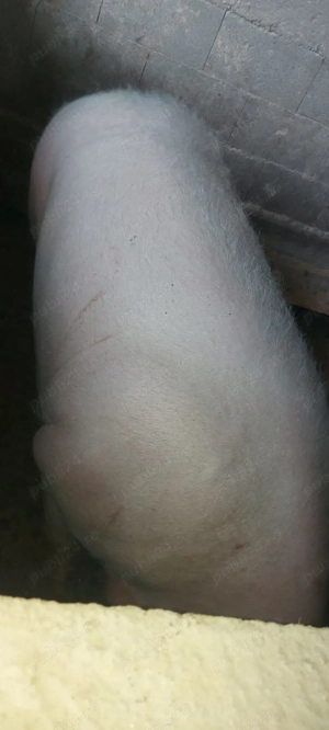 Porc de vânzare 280 kg