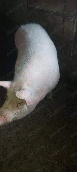 Porc de vânzare 