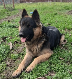 Pui,ciobanesc-german  - imagine 3