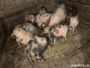 Purcei  de vanzare - imagine 2