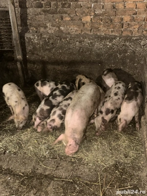 Purcei  de vanzare - imagine 4