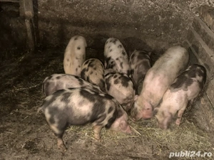 Purcei  de vanzare - imagine 3