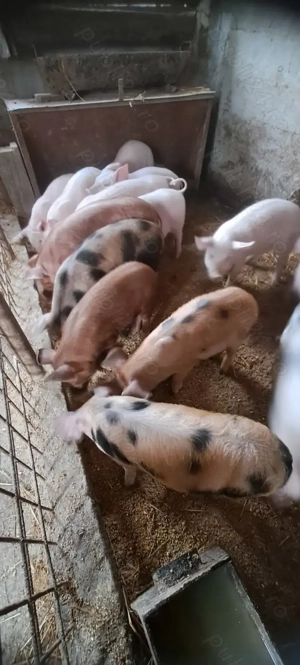 Vand purcei - pret 550 lei - imagine 3