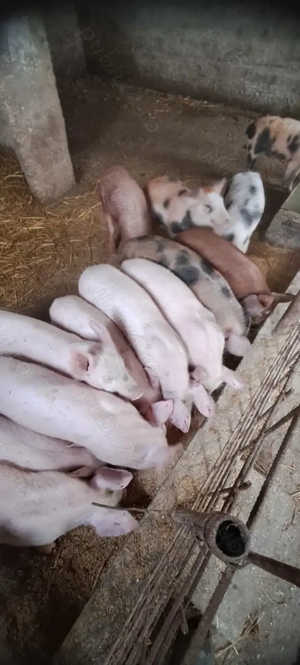 Vand purcei - pret 550 lei