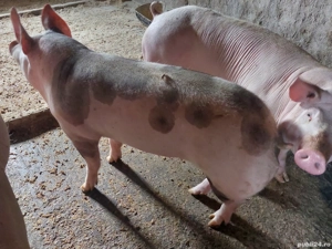 porci de carne - imagine 5