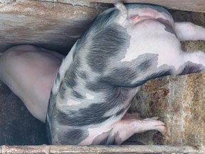 porci de carne - imagine 2