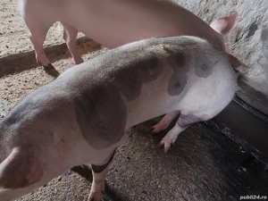 porci de carne - imagine 3