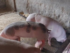 porci de carne - imagine 4