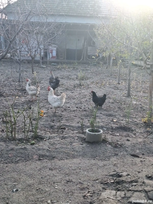 vand numai cocosi - imagine 2