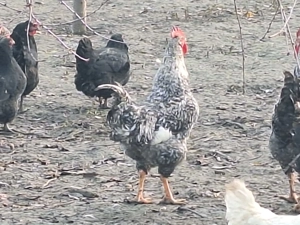 vand numai cocosi - imagine 4