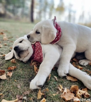 Golden Retriever  Baiat și Fetiță  - imagine 2