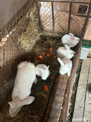 Iepuroaică cu 5 pui  - imagine 2