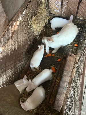 Iepuroaică cu 5 pui  - imagine 3