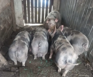 Vand porci, 1-aprox 300kg, 5-aprox 100 kg bucata - imagine 2