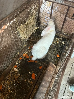 Iepuroaică cu 5 pui  - imagine 4