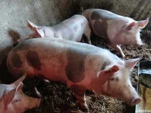 vand porci - imagine 2