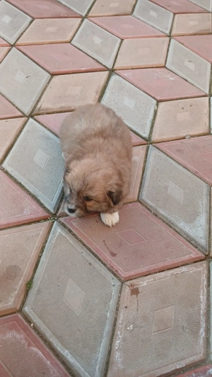 Bishon 1 luna se poate vedea în medias - imagine 2