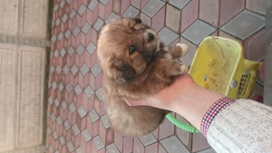 Bishon 1 luna se poate vedea în medias - imagine 3