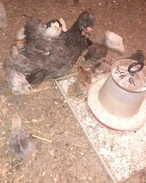 Vând cocosi și găină  - imagine 4