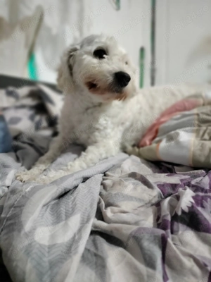 Bichon maltez 3 ani și 4 luni 