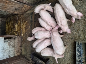 Purcei de 9 săptămâni 