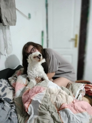 Bichon maltez 3 ani și 4 luni  - imagine 2