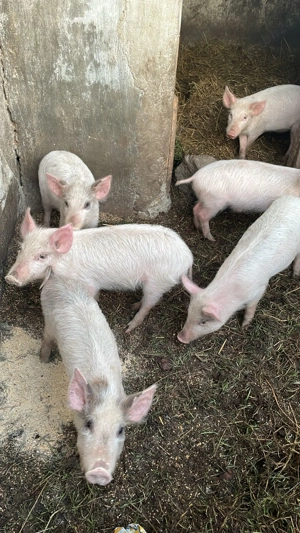 Purcei de vanzare - imagine 2