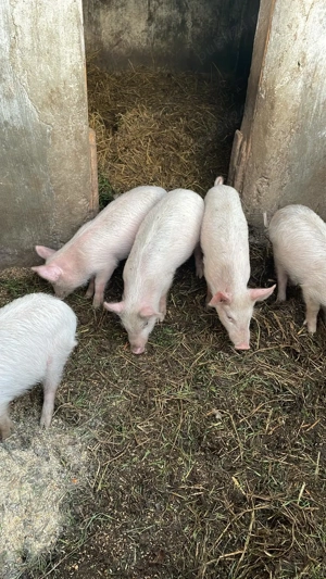 Purcei de vanzare - imagine 3