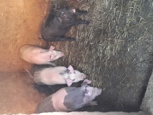 Vând o pereche de purcei