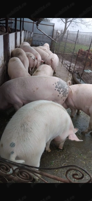 Vand porci cu greutatea cuprinsă între 100-150 de kg - imagine 2