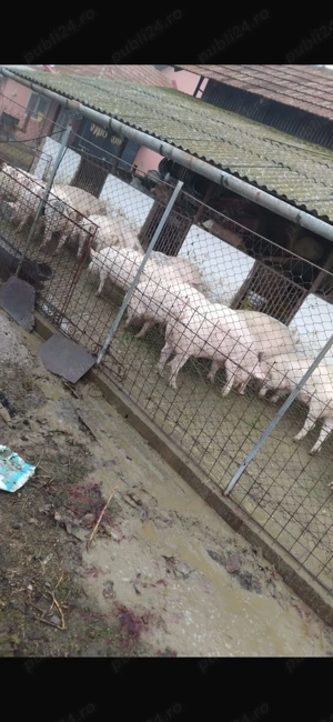 Vand porci cu greutatea cuprinsă între 100-150 de kg - imagine 3