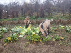 De vânzare două capre gestante. - imagine 4