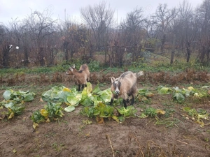 De vânzare două capre gestante. - imagine 2