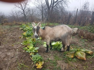 De vânzare două capre gestante. - imagine 3