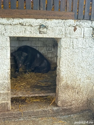 Porc de Craciun Poiana Lacului - imagine 3