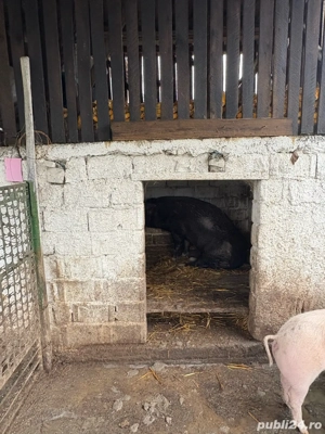 Porc de Craciun Poiana Lacului - imagine 2