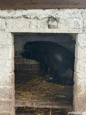 Porc de Craciun Poiana Lacului - imagine 4