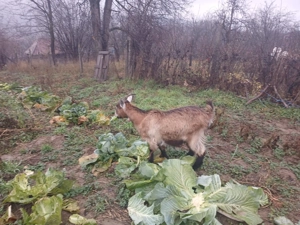 De vânzare două capre gestante. - imagine 5