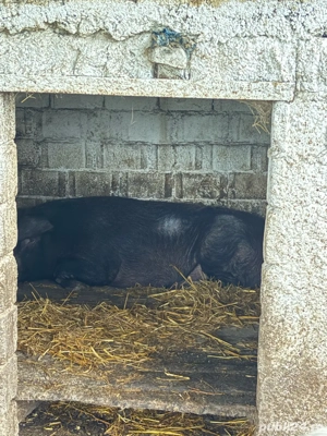 Porc de Craciun Poiana Lacului