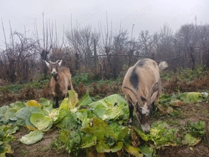 De vânzare două capre gestante.