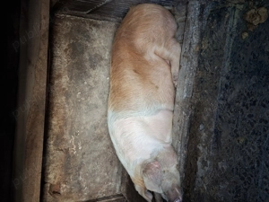 Crescuți in gospodăria proprie - imagine 3