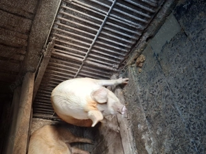 Crescuți in gospodăria proprie - imagine 4