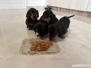 mititei si dragalasi - imagine 2