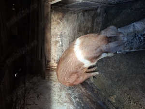 Crescuți in gospodăria proprie - imagine 6