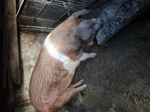 Crescuți in gospodăria proprie - imagine 5