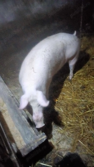 Scroafa de vînzare  - imagine 2