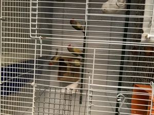 Pasari exotice ornament și cantatoare