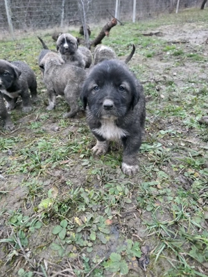Pui de vanzare metis asia centrala cu kangal - imagine 5