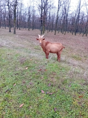 Vand tap castrat - imagine 2