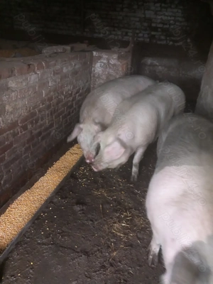 Vând porci de craciun - imagine 3